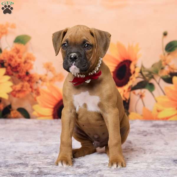 Ranger, Boxer Puppy